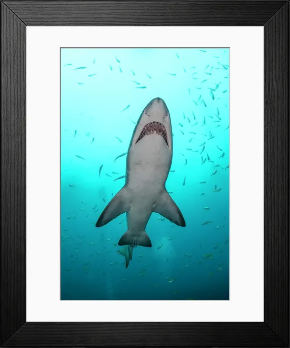 Framed Print : Sand tiger shark, or grey nurse shark, swimming amongst a large school of fish at the shallow entrance to Fish Rock Cave in South West Rocks, NSW, Australia Framed Print : Sand tiger shark, or grey nurse shark, swimming amongst a large school of fish at the shallow entrance to Fish Rock Cave in South West Rocks, NSW, Australia