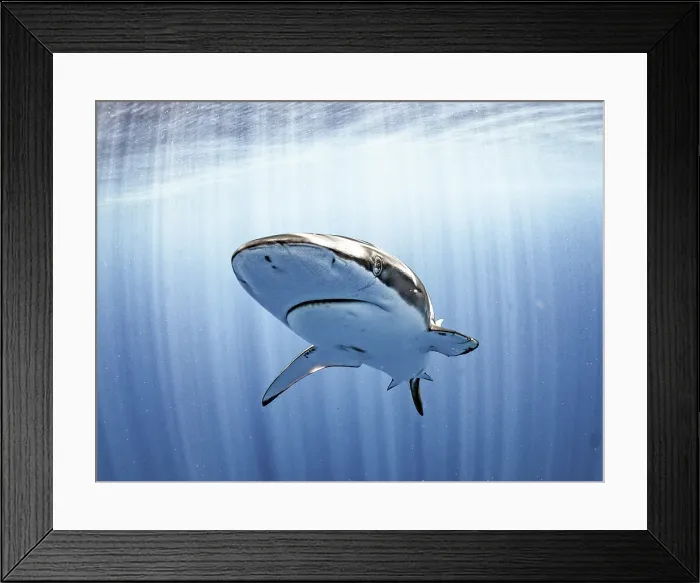 Framed Print : Silky Sharks