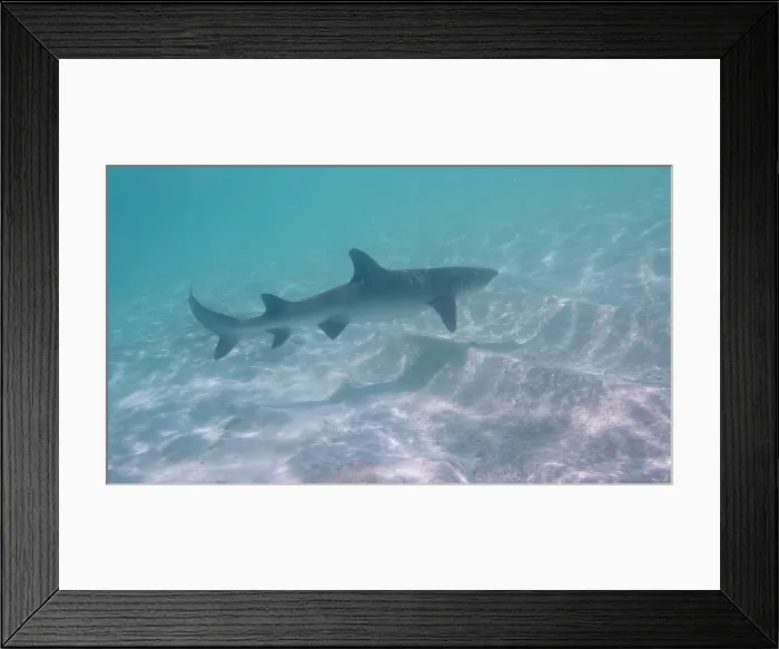 Framed Print : Lemon shark