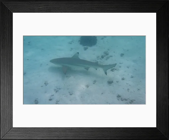 Framed Print : Black tip reef shark
