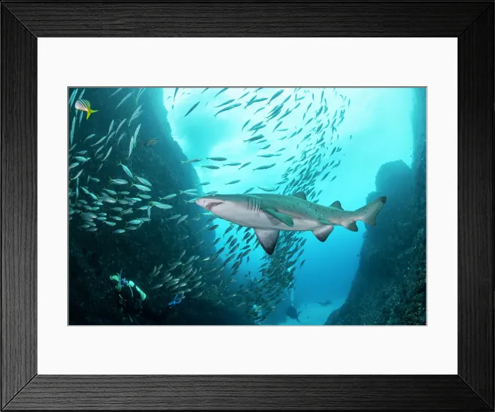 Framed Print : Sand tiger shark, or grey nurse shark, swimming amongst a large school of fish at the shallow entrance to Fish Rock Cave in South West Rocks, NSW, Australia