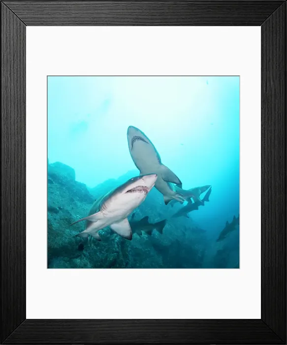 Framed Print : Sand tiger sharks, or grey nurse sharks as they are known in Australia, at the Fish Rock Cave dive site, South West Rocks, NSW, Australia Framed Print : Sand tiger sharks, or grey nurse sharks as they are known in Australia, at the Fish Rock Cave dive site, South West Rocks, NSW, Australia