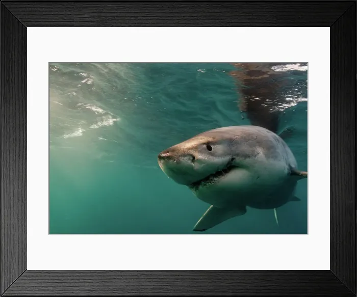 Framed Print : Great White Shark Framed Print : Great White Shark