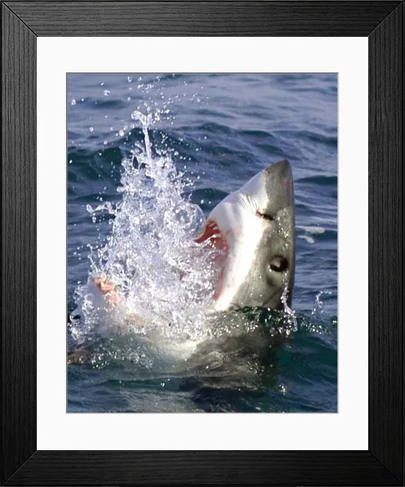 Framed Print : Great White Attacks Framed Print : Great White Attacks