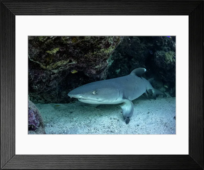 Framed Print : Whitetip reef shark under a coral ledge Framed Print : Whitetip reef shark under a coral ledge