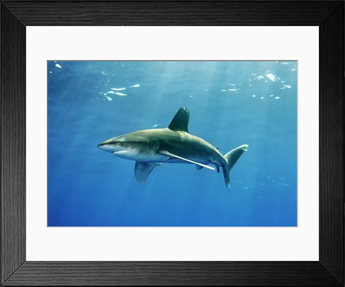 Framed Print : Oceanic whitetip shark (Carcharhinus longimanus), swims under the sea surface, Great barrier reef, Pacific Framed Print : Oceanic whitetip shark (Carcharhinus longimanus), swims under the sea surface, Great barrier reef, Pacific