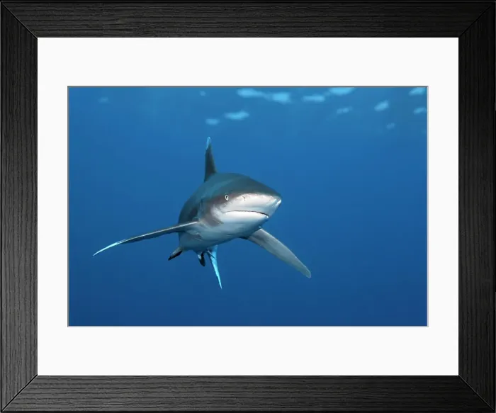 Framed Print : Oceanic whitetip shark (Carcharhinus longimanus) from front, Great Barrier Reef, Unesco World Heritage Site, Coral Sea, Pacific Ocean