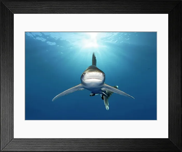Framed Print : Oceanic whitetip shark (Carcharhinus longimanus) from front, back light, Great Barrier Reef, Unesco World Heritage, Coral Sea, Pacific