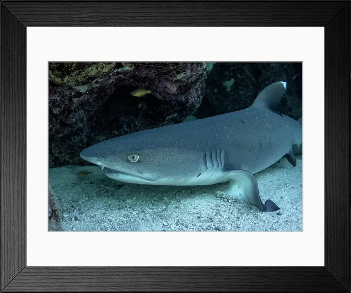 Framed Print : Whitetip reef shark under a coral ledge Framed Print : Whitetip reef shark under a coral ledge