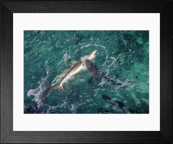 Framed Print : Shark feeding frenzy Framed Print : Shark feeding frenzy