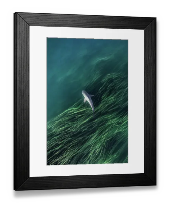 Framed Print : Overhead photograph showing a bull shark in the Ord River, Kununurra, The Kimberley, Western Australia, Australia Framed Print : Overhead photograph showing a bull shark in the Ord River, Kununurra, The Kimberley, Western Australia, Australia
