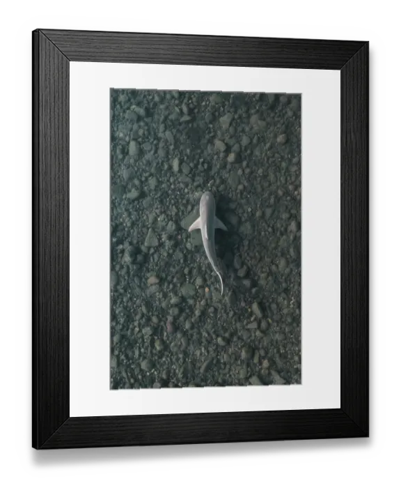 Framed Print : Drone image showing a bull shark swimming in shallow water, Ord River, Kununurra, The Kimberley, Western Australia, Australia