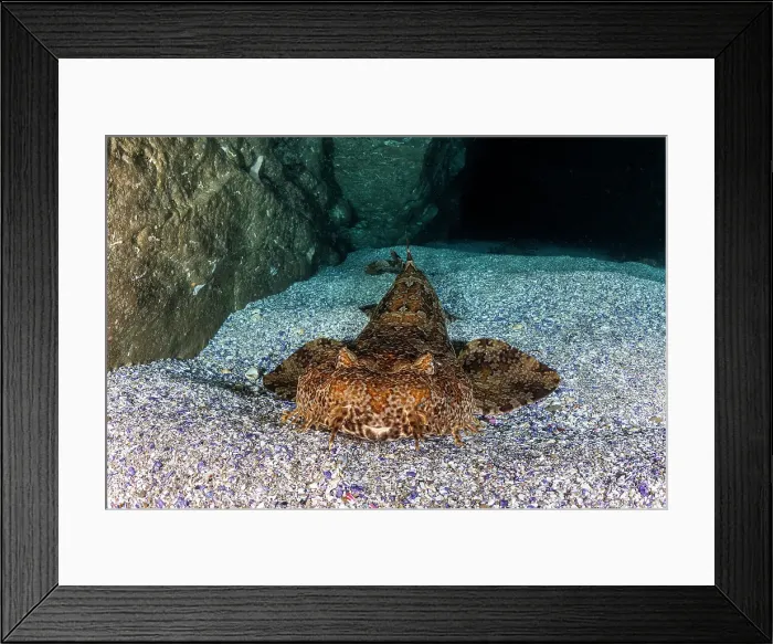 Framed Print : Wobbegong shark inside a cave, Jervis Bay Marine Park