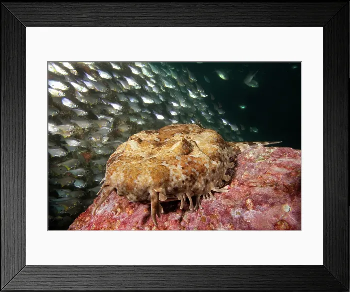 Framed Print : Banded Wobbegong Shark Framed Print : Banded Wobbegong Shark