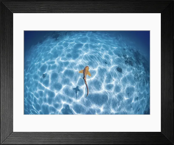 Framed Print : Lagoon Zebra Shark