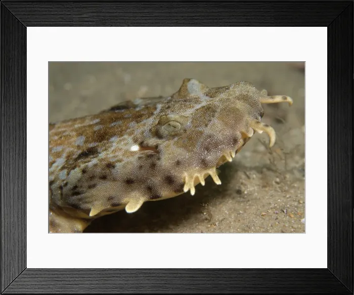 Framed Print : Wobbegong shark profile