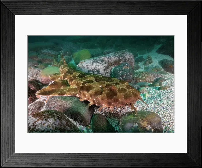 Framed Print : Tasselled wobbegong shark on the ocean floor at the Seal Rocks Marine Park, NSW, Australia Framed Print : Tasselled wobbegong shark on the ocean floor at the Seal Rocks Marine Park, NSW, Australia