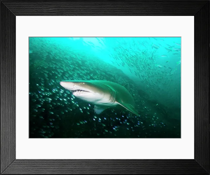 Framed Print : Coming Right At Me! Framed Print : Coming Right At Me!