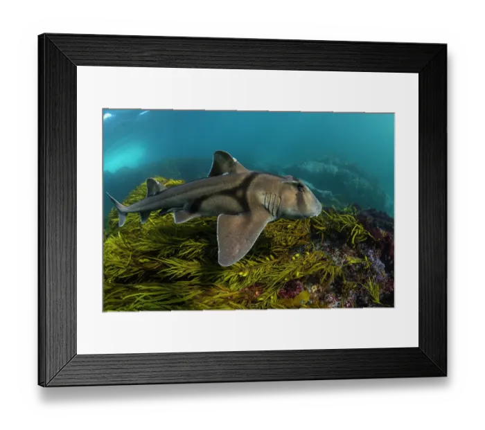 Framed Print : Port Jackson shark swimming over sea grass, Montague Island, NSW