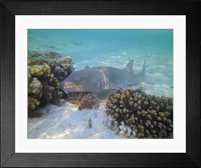Framed Print : Grey bamboo shark - Chiloscyllium punctatum