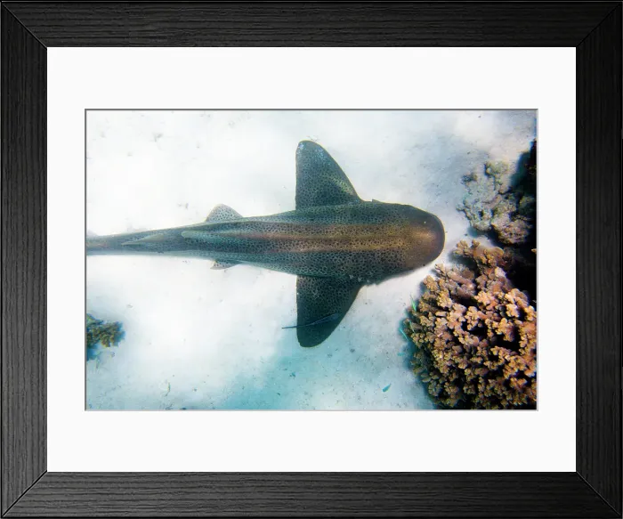 Framed Print : Shark underwater, overhead view Framed Print : Shark underwater, overhead view