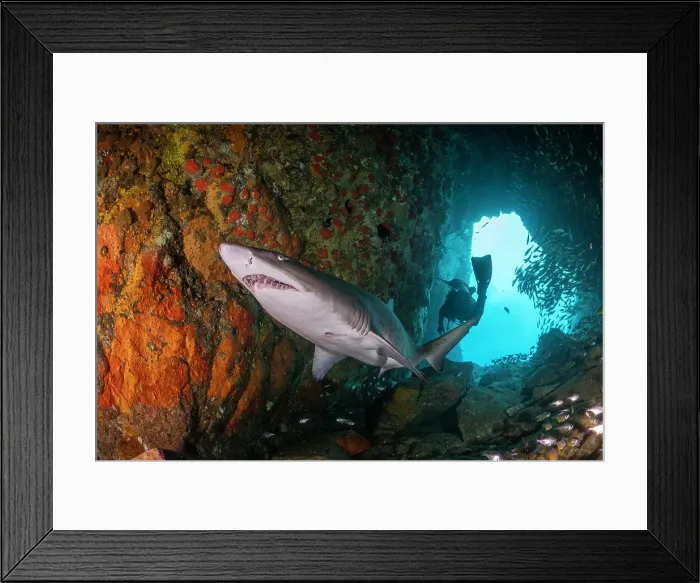 Framed Print : Sand tiger shark, or grey nurse shark as they are known in Australia, swimming through Fish Rock Cave, South West Rocks, NSW, Australia