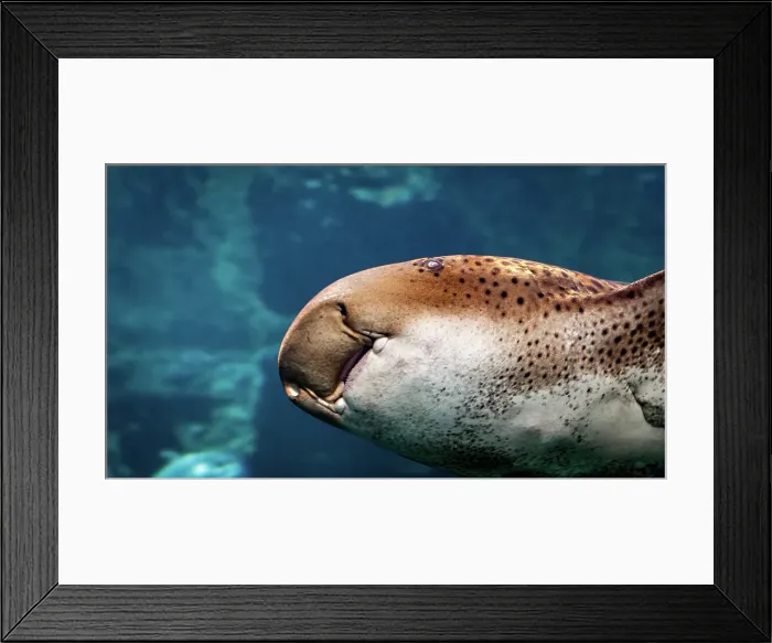Framed Print : Leopard shark