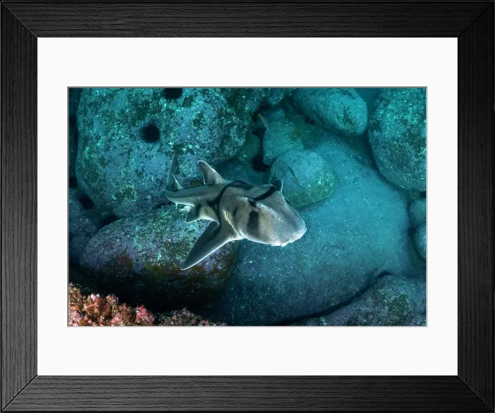 Framed Print : Port Jackson shark, Jervis Bay, NSW Framed Print : Port Jackson shark, Jervis Bay, NSW
