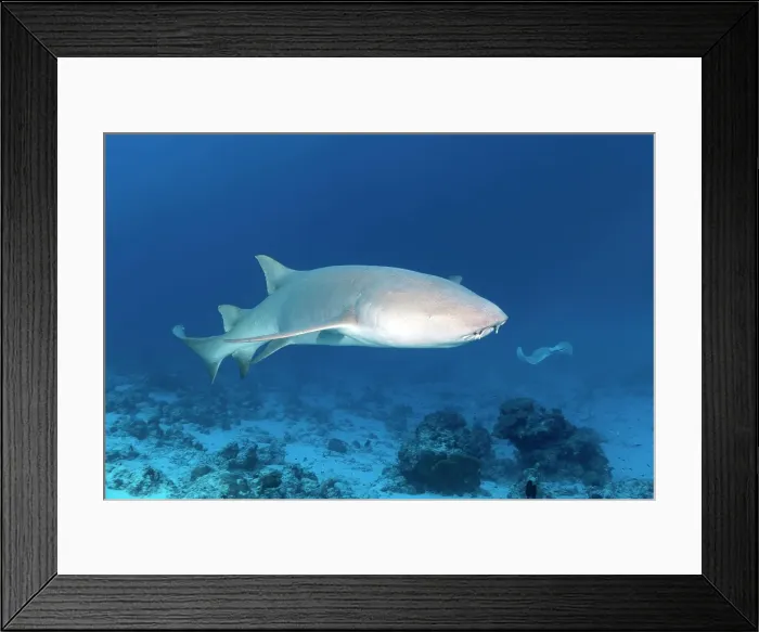 Framed Print : Tawny nurse shark (Nebrius ferrugineus), Great Barrier Reef, Pacific Framed Print : Tawny nurse shark (Nebrius ferrugineus), Great Barrier Reef, Pacific