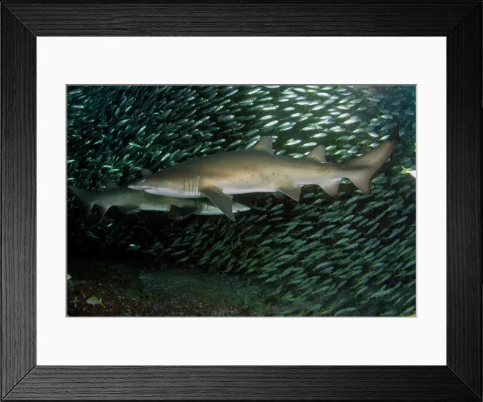 Framed Print : Sharks. Pair of Grey nurse (sand tiger) sharks resting in the current