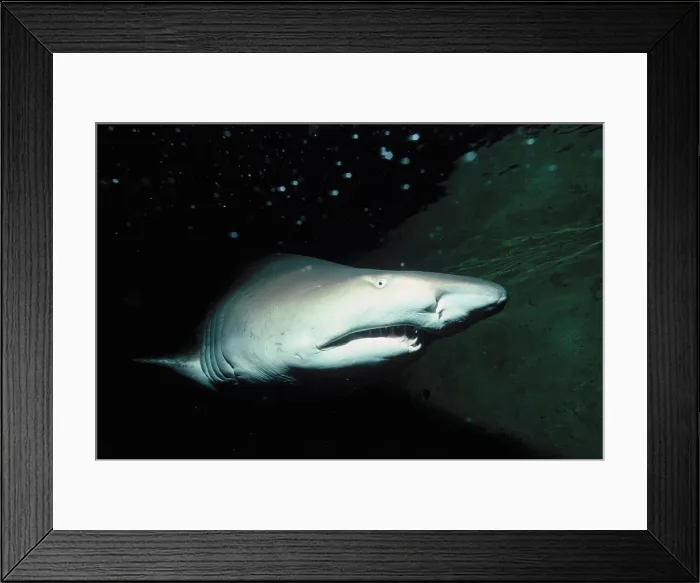 Framed Print : Sand Tiger Shark Framed Print : Sand Tiger Shark