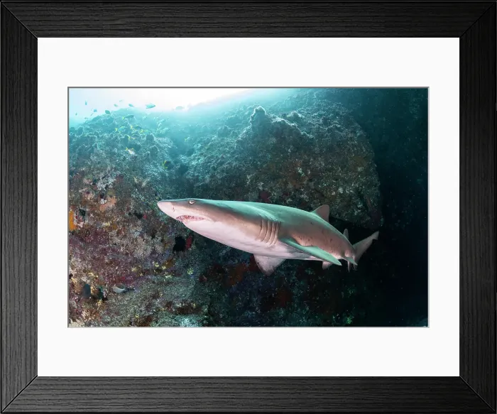 Framed Print : Sand tiger shark near the entrance to Fish Rock Cave, South West Rocks, NSW, Australia Framed Print : Sand tiger shark near the entrance to Fish Rock Cave, South West Rocks, NSW, Australia