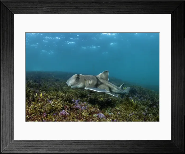 Framed Print : Port Jackson shark swimming over coral reef Framed Print : Port Jackson shark swimming over coral reef