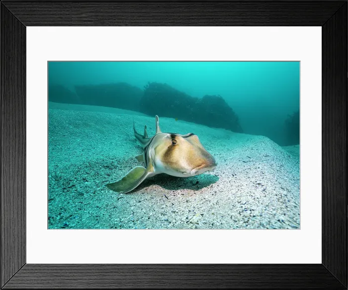 Framed Print : Port Jackson shark resting on the ocean floor, Jervis Bay Marine Park Framed Print : Port Jackson shark resting on the ocean floor, Jervis Bay Marine Park