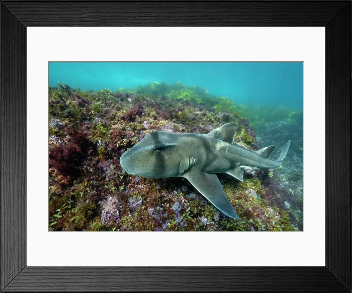 Framed Print : Port Jackson shark swimming over coral reef