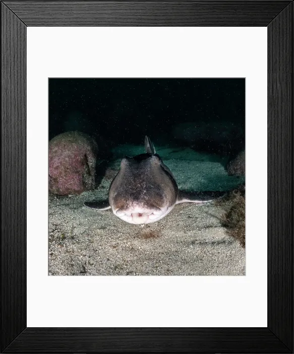 Framed Print : Port Jackson shark close up, Jervis Bay, NSW Framed Print : Port Jackson shark close up, Jervis Bay, NSW
