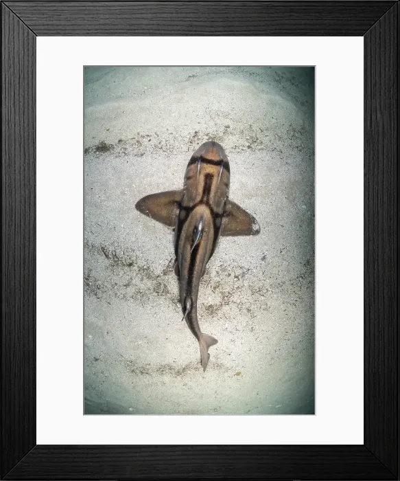 Framed Print : Port Jackson shark view from above, Jervis Bay Marine Park Framed Print : Port Jackson shark view from above, Jervis Bay Marine Park