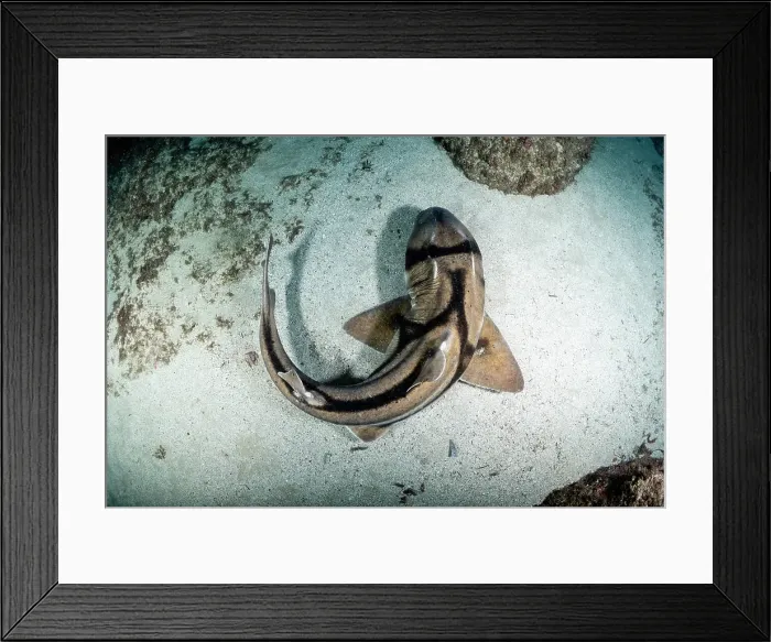 Framed Print : Port Jackson shark view from above, Jervis Bay Marine Park Framed Print : Port Jackson shark view from above, Jervis Bay Marine Park