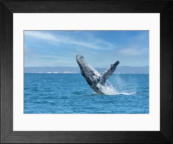 Framed Print : large Humpback whale breaching in Blue ocean water