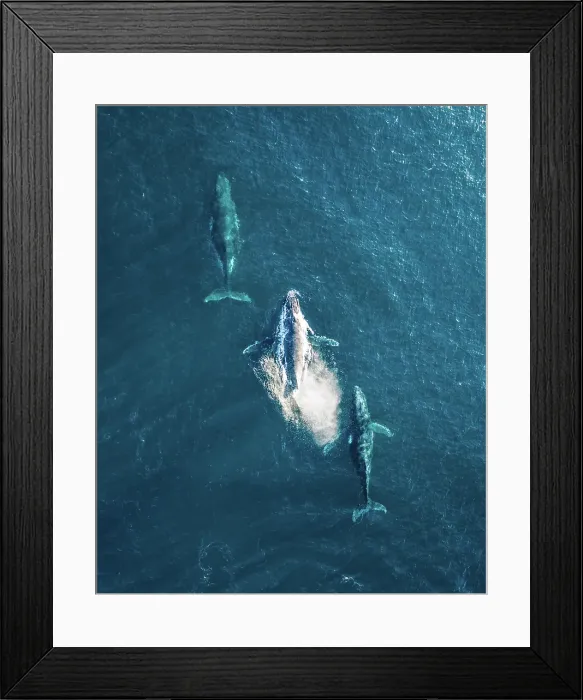 Framed Print : Three Humpback whales in Formation off the coast of Australia Drone Aerial Framed Print : Three Humpback whales in Formation off the coast of Australia Drone Aerial