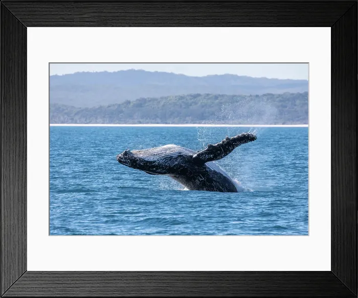 Framed Print : Whale Breach