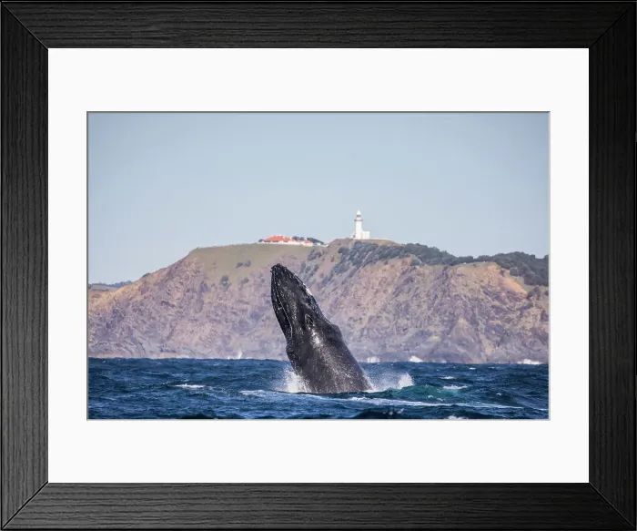Framed Print : Humpback Whale Breaching in front of Byron Bay lighthouse Framed Print : Humpback Whale Breaching in front of Byron Bay lighthouse