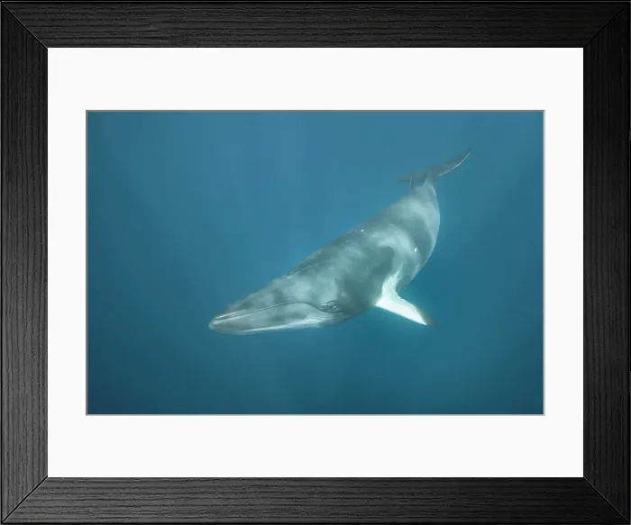 Framed Print : Minke Whale Framed Print : Minke Whale