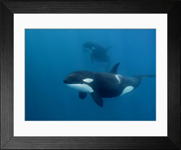 Framed Print : Close up view of a female killer whale swimming in blue water Framed Print : Close up view of a female killer whale swimming in blue water