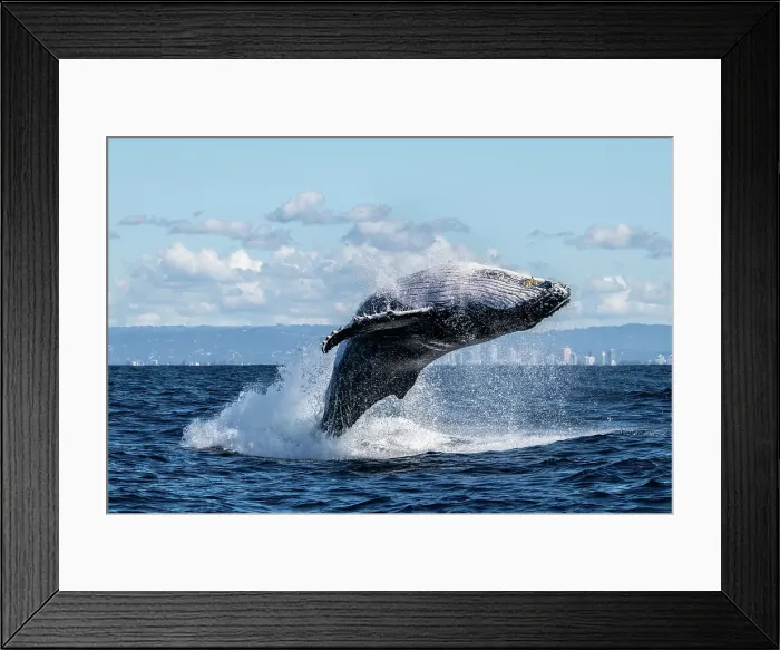 Framed Print : Humpback Whale Breaching