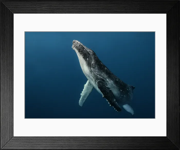 Framed Print : Baby Humpback