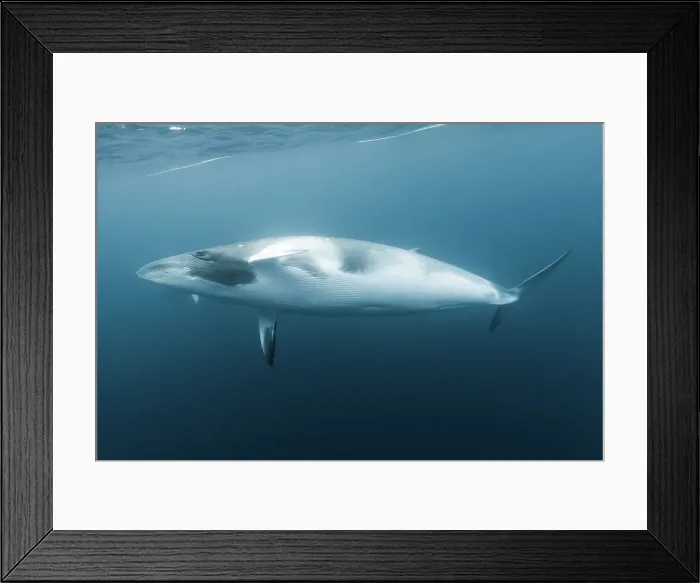 Framed Print : dwarf minke whale Framed Print : dwarf minke whale
