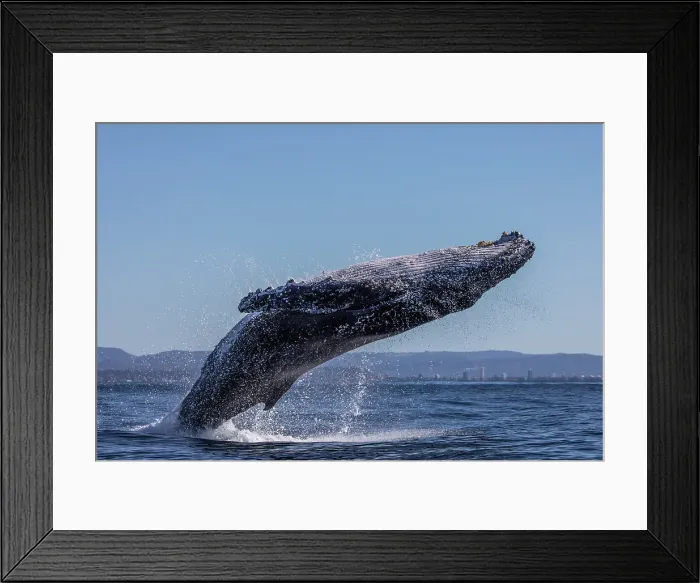 Framed Print : Humpback Whale Breaching Framed Print : Humpback Whale Breaching