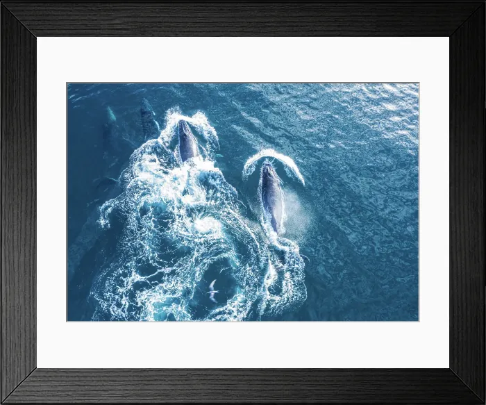 Framed Print : large Humpback whales swimming in Blue ocean water