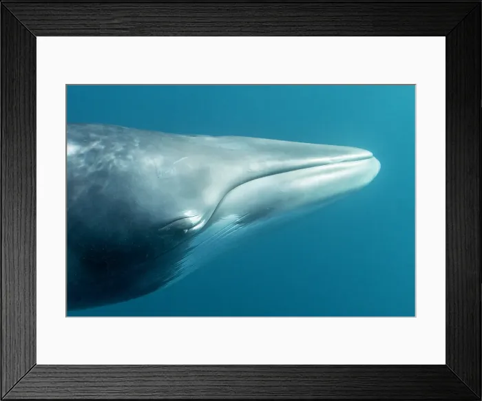 Framed Print : Dwarf minke whale headshot, Great Barrier Reef, Queensland, Australia